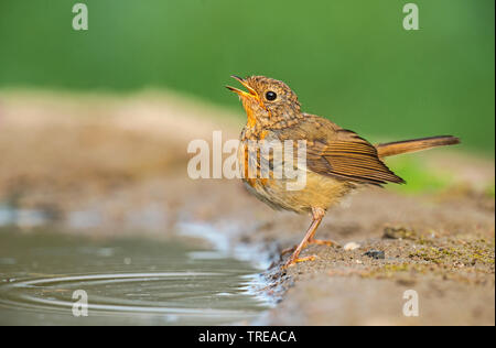 Europäische Robin (Erithacus Rubecula), Unreife Getränke, Italien, Aostatal Stockfoto