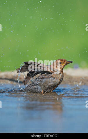 Amsel (Turdus merula), baden Amsel, Italien, Aostatal Stockfoto