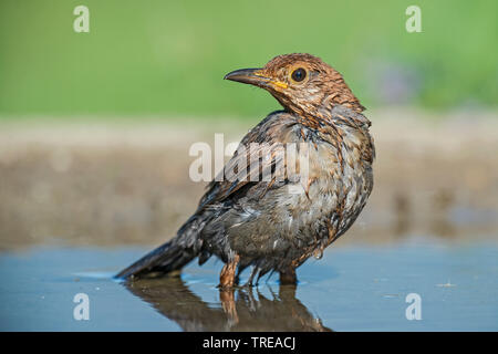 Amsel (Turdus merula), baden Amsel, Italien, Aostatal Stockfoto