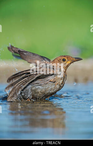 Amsel (Turdus merula), baden Amsel, Italien, Aostatal Stockfoto