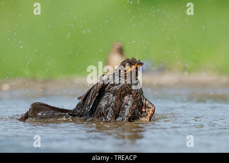 Amsel (Turdus merula), baden Amsel, Italien, Aostatal Stockfoto