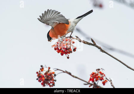 Dompfaff, Gimpel, nördliche Gimpel (Pyrrhula pyrrhula), feeds Sorbus Berry, Italien, Aostatal Stockfoto