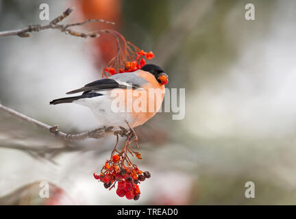 Dompfaff, Gimpel, nördliche Gimpel (Pyrrhula pyrrhula), feeds Sorbus Berry, Italien, Aostatal Stockfoto