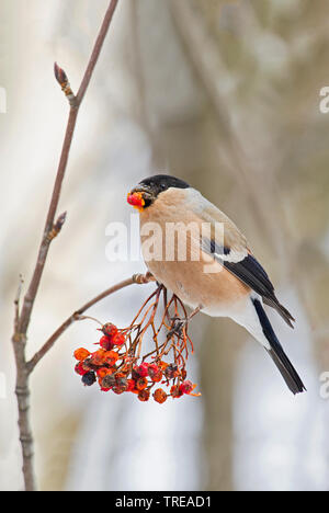 Dompfaff, Gimpel, nördliche Gimpel (Pyrrhula pyrrhula), feeds Sorbus Berry, Italien, Aostatal Stockfoto