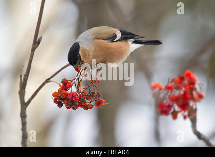 Dompfaff, Gimpel, nördliche Gimpel (Pyrrhula pyrrhula), feeds Sorbus Berry, Italien, Aostatal Stockfoto