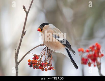 Dompfaff, Gimpel, nördliche Gimpel (Pyrrhula pyrrhula), feeds Sorbus Berry, Italien, Aostatal Stockfoto