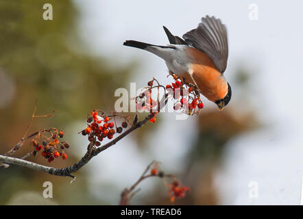 Dompfaff, Gimpel, nördliche Gimpel (Pyrrhula pyrrhula), feeds Sorbus Berry, Italien, Aostatal Stockfoto