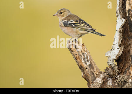 Buchfink (Fringilla coelebs), Weibliche sitzen, Italien, Aostatal Stockfoto