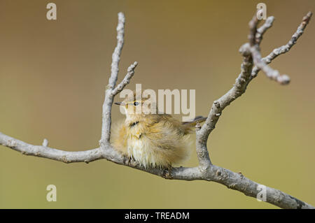 Chiffchaff (Phylloscopus collybita), squeaker Sitzstangen auf einem Zweig, Italien Stockfoto