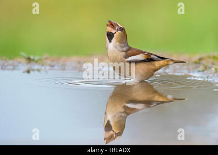 (Hawfinch Coccothraustes coccothraustes), Trinken, Italien, Aostatal Stockfoto