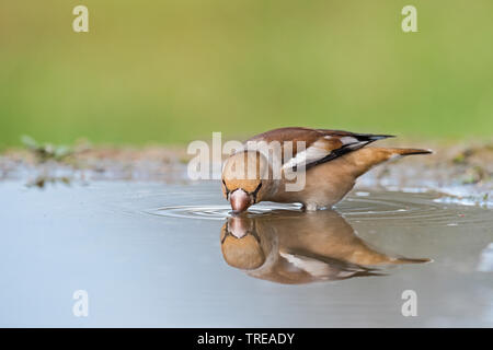 (Hawfinch Coccothraustes coccothraustes), Trinken, Italien, Aostatal Stockfoto