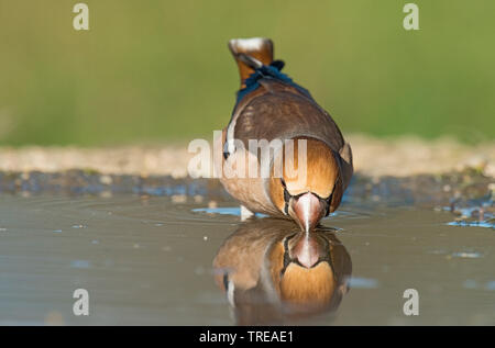 (Hawfinch Coccothraustes coccothraustes), Trinken, Italien, Aostatal Stockfoto