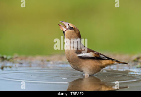 (Hawfinch Coccothraustes coccothraustes), Trinken, Italien, Aostatal Stockfoto