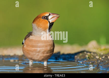 (Hawfinch Coccothraustes coccothraustes), Trinken, Italien, Aostatal Stockfoto