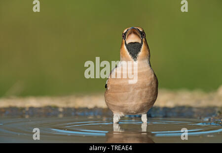 (Hawfinch Coccothraustes coccothraustes), Trinken, Italien, Aostatal Stockfoto