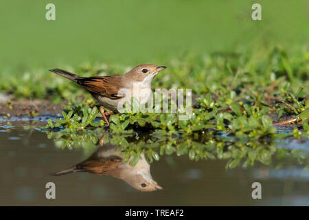 Whitethroat (Sylvia communis), Weibliche am Ufer mit Spiegel bild, Italien Stockfoto