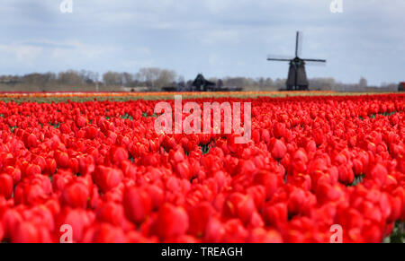 Tulpe (Tulipa spec.), blühende tuip Felder, Windmühle im Hintergrund, der niederländischen, der Nördlichen Niederlande, Schagen Stockfoto