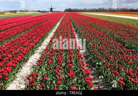 Tulpe (Tulipa spec.), blühenden Tulpenfelder, Windmühle im Hintergrund, der niederländischen, der Nördlichen Niederlande, Schagen Stockfoto