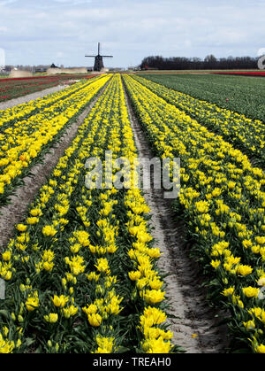 Tulpe (Tulipa spec.), blühenden Tulpenfelder, Windmühle im Hintergrund, der niederländischen, der Nördlichen Niederlande, Schagen Stockfoto