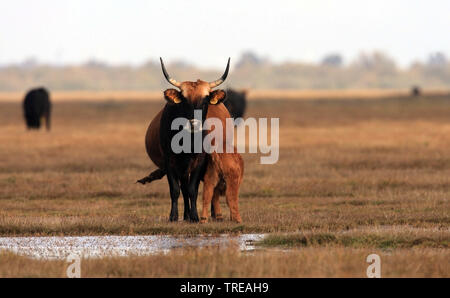 Heckrinder (Bos primigenius f. Taurus), Kuh mit Kalb auf der Weide, Niederlande, Südholland, De Skikken van Flakkee Stockfoto