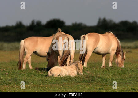 Fjordpferde, Norwegisch Pferd (Equus przewalskii f. caballus), Fjord horse Stuten mit Fohlen auf der Koppel, Niederlande, Südholland, De Skikken van Flakkee Stockfoto