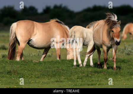 Fjordpferde, Norwegisch Pferd (Equus przewalskii f. caballus), Fjord horse Stuten mit Fohlen auf der Koppel, Niederlande, Südholland, De Skikken van Flakkee Stockfoto