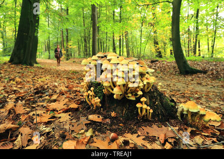 Schwefel Schwefel Büschel, Büschel, Clustered woodlover, Schwefel Kappe (Hypholoma fasciculare, Nematoloma fasciculare), in Wald, Niederlande Stockfoto