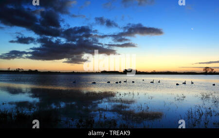 Höckerschwan (Cygnus olor), Sonnenuntergang über Noordward, Niederlande, Werkendam Stockfoto