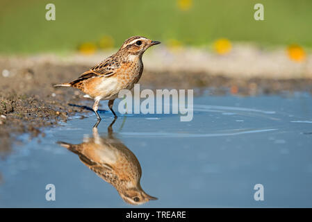 Braunkehlchen (Saxicola rubetra), Baden, Italien Stockfoto