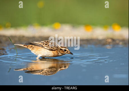 Braunkehlchen (Saxicola rubetra), Baden, Italien Stockfoto