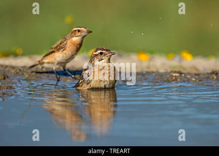 Braunkehlchen (Saxicola rubetra), Baden, Italien Stockfoto