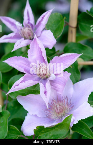 Clematis Filigrane "Evipo025" Miniatur Clematis mit silbrig-blau/hell lila Blumen Stockfoto