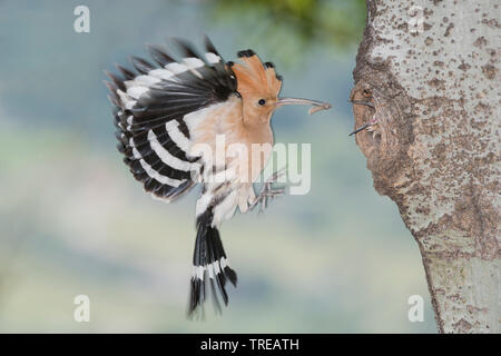 Wiedehopf (Upupa epops), womit sich das Essen auf seinem Nest, Italien, Aostatal Stockfoto