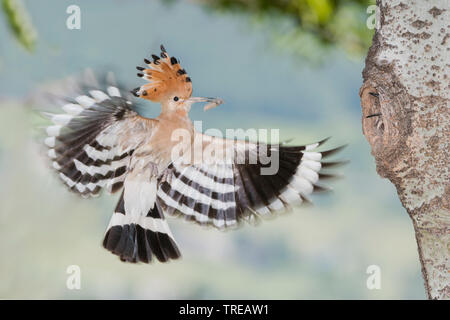 Wiedehopf (Upupa epops), erwachsene Feeds squeaker in der Zucht Höhle, Italien, Aostatal Stockfoto