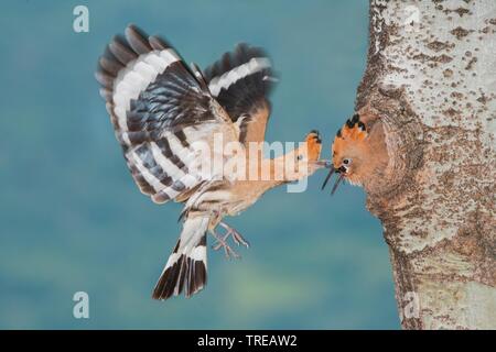 Wiedehopf (Upupa epops), ein Paar zu züchten Höhle, Italien, Aostatal Stockfoto