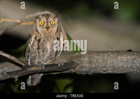 Eurasian scops Owl (Otus scops), auf einen Baum bei Nacht, Italien Stockfoto