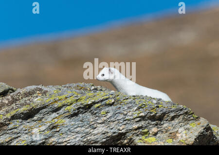 Hermelin Hermelin, Short-tailed weasel (Mustela erminea), stehen im Winter Fell auf einem Felsen, Seitenansicht, Italien Stockfoto