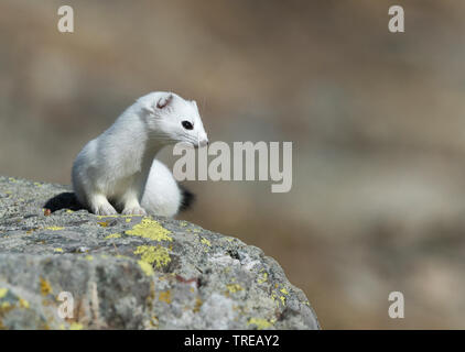 Hermelin Hermelin, Short-tailed weasel (Mustela erminea), im Winter Fell auf einem Felsen sitzend, Italien Stockfoto