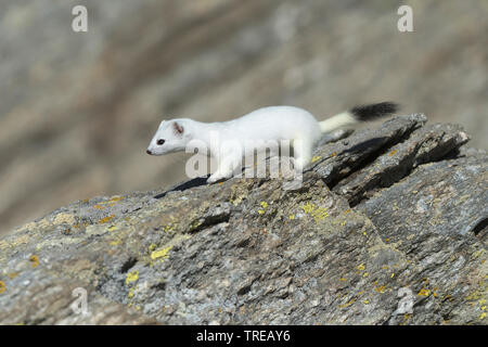 Hermelin Hermelin, Short-tailed weasel (Mustela erminea), stehen im Winter Fell auf einem Felsen, Seitenansicht, Italien Stockfoto