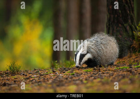 Alte Welt der Dachs, der Eurasischen Dachs (Meles meles), im Wald, in der Tschechischen Republik Stockfoto