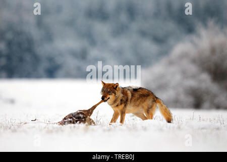 Europäische grauer Wolf (Canis lupus Lupus), im Winter mit Raub, Tschechische Republik Stockfoto