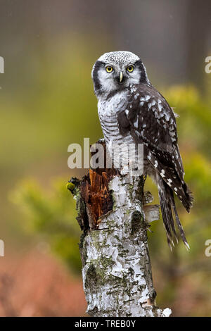 Northern hawk Owl (Surnia Ulula), am Baumstumpf, Tschechische Republik Stockfoto