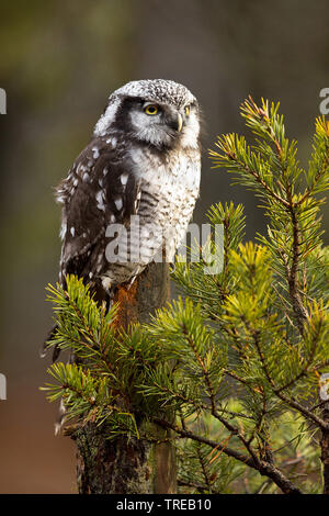 Northern hawk Owl (Surnia Ulula), auf einer Fichte, Tschechische Republik Stockfoto