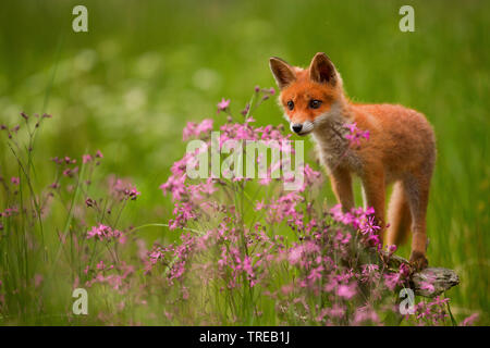 Red Fox (Vulpes vulpes), Welpe mit Ragged-Robins, Tschechische Republik Stockfoto