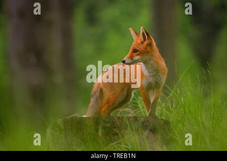 Red Fox (Vulpes vulpes), auf einem Baum Baumstumpf steht, Tschechische Republik Stockfoto