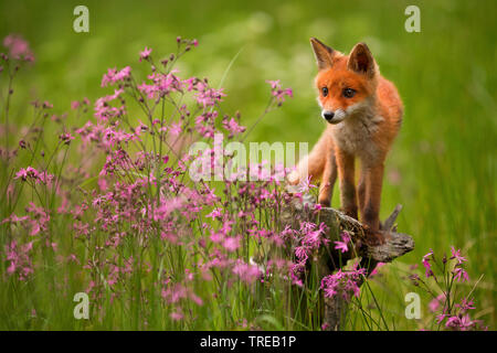 Red Fox (Vulpes vulpes), Welpe mit Ragged-Robins, Tschechische Republik Stockfoto