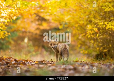 Red Fox (Vulpes vulpes), im Herbst Wald, Tschechische Republik Stockfoto