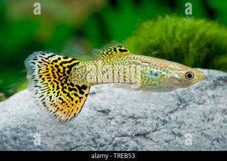 Guppy (Poecilia reticulata, Lebistes reticulatus, Lebistes reticulata), die Tierzucht form Cobra Gruen Stockfoto