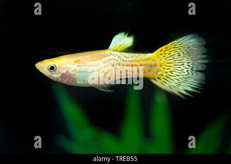 Guppy (Poecilia reticulata, Lebistes reticulatus, Lebistes reticulata), die Tierzucht form Cobra Gelb Stockfoto