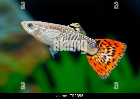 Guppy (Poecilia reticulata, Lebistes reticulatus, Lebistes reticulata), die Tierzucht form Cobra Rot Stockfoto